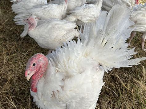 Best Time to Buy Your Thanksgiving Turkey