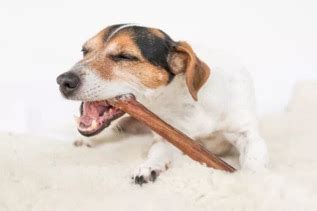 How to Choose Natural Dog Teeth Cleaning Treats for Your Pet's Oral Health | Our Fit Pets