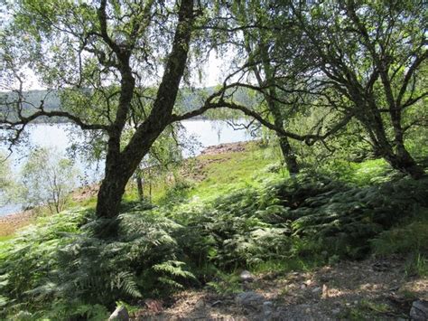 Birches Beside Loch Beinn A Mheadhoin Richard Webb Geograph