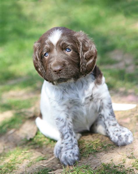 German Wirehaired Pointer Info, Temperament, Puppies, Pictures