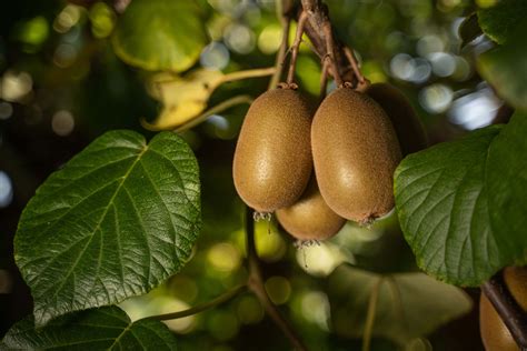 Jingold Kiwi Frutteto Corriere Ortofrutticolo