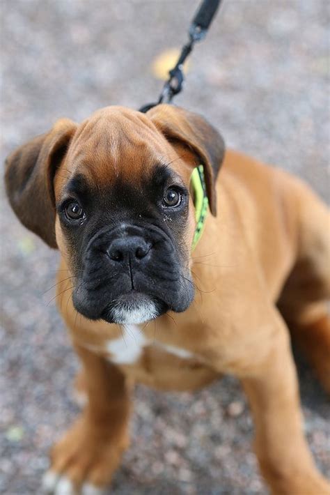 Black Boxer Puppies For Sale In Florida