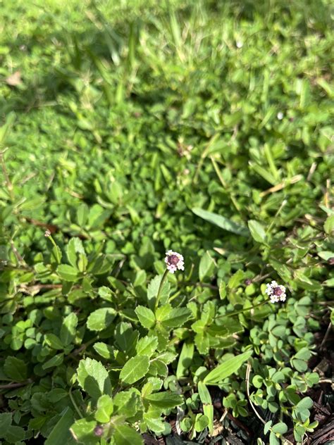 Flowering Groundcovers Beyond Just Grass UF IFAS Extension Marion County