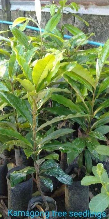 kamagong tree seedlings | Lazada PH