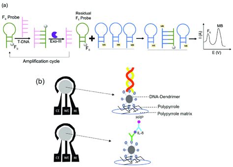 A Schematic Illustration Of The Exo III Involved In The DNA Target