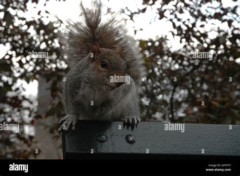 Eichh Rnchen Hi Res Stock Photography And Images Alamy