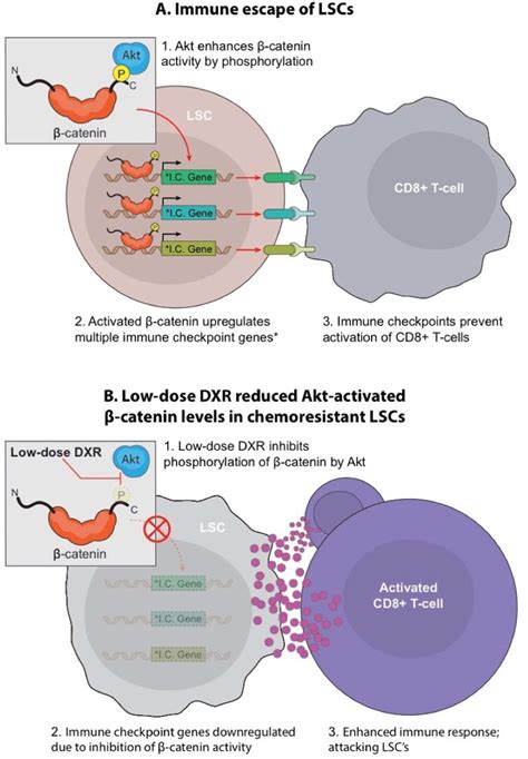 Targeting Akt Activated β Catenin Dependent Immune Escape In Lscs The Download Scientific