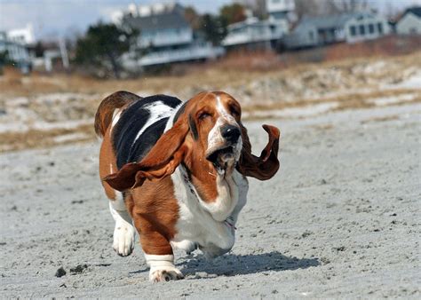 Basset Hounds Running