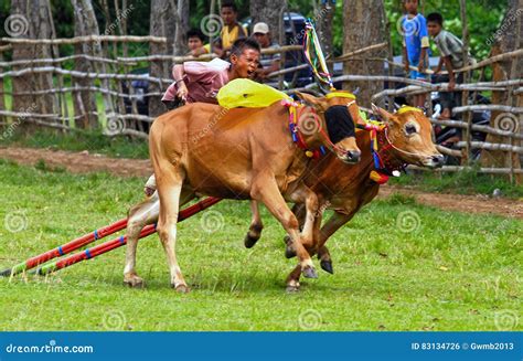 KARAPAN SAPI editorial photo. Image of male, competition - 83134726