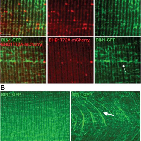 Ehd Modulates Bin Mediated Tubule Formation In Vivo Myofibers Were