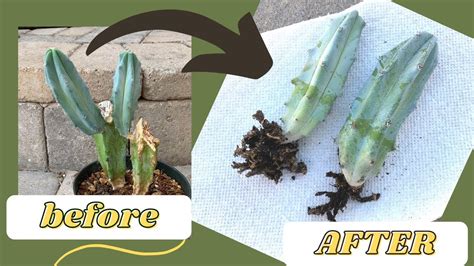 How To Propagate Cactus Your Succulent