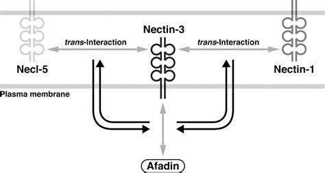 Cooperative Role Of Nectin Nectin And Nectin Afadin Interactions In