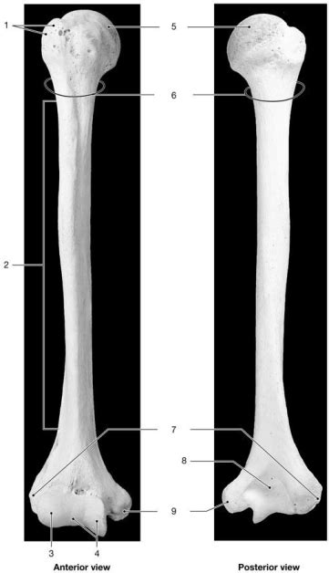 Figure 7 4 Identify The Structure Labeled 9 Biology