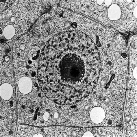 animal cell structure revealed  electron microscopy electron