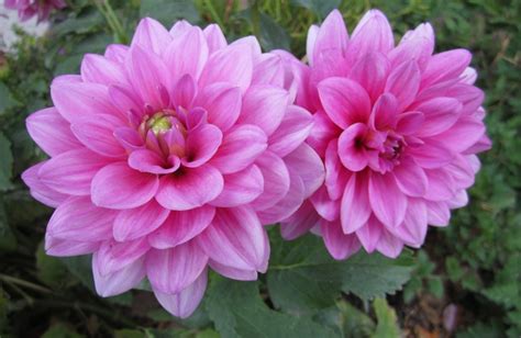 Double Dahlias Flowers Dahlia Plants