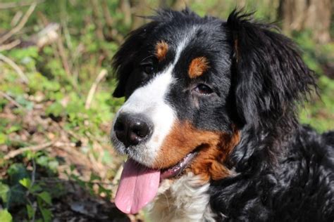 Bernese Mountain Dog Grooming: 15 Expert Tips – Dogster