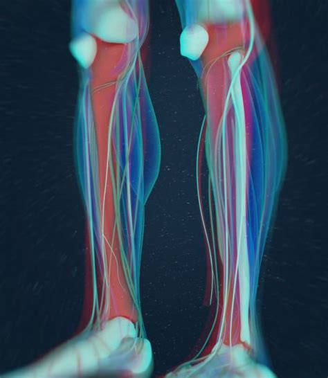 Best Tibia Xray Illustrations, Royalty-Free Vector Graphics & Clip Art - iStock