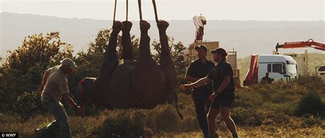 Wwf Australia Release Video Of A Black Rhino Being Airlifted To A