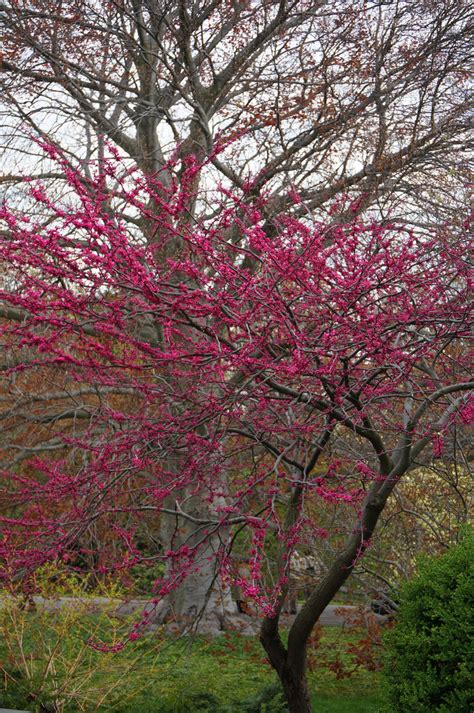 Photo 49691 Cercis Canadensis Appalachian Red Plant Lust