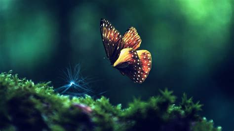 Nature Butterfly Wallpapers 4k Hd Nature Butterfly Backgrounds On