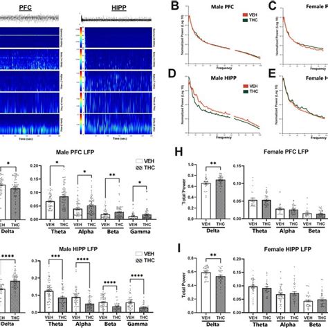 Prenatal Thc Induces Sex Specific Alterations To The Pfc And