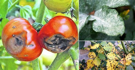 11 Major Types Of Plant Diseases And How To Take Care Of Them