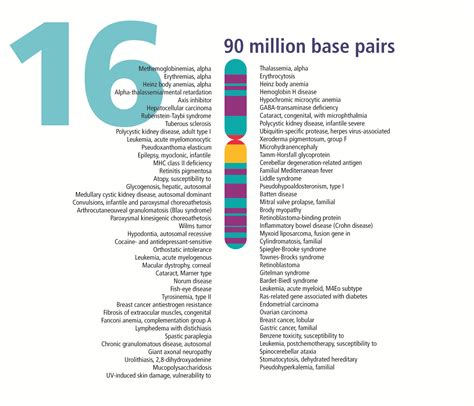 How Are Changes in the Chromosome 16 Related to Health Conditions ...