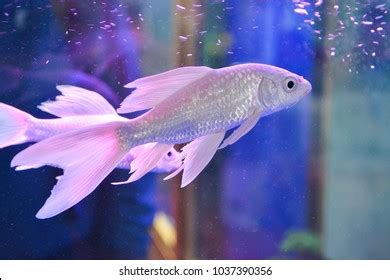 Ornamental Fish Inside Aquarium Stock Photo 1037390356 | Shutterstock