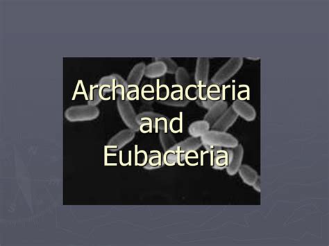 Eubacteria And Archaebacteria Ppt