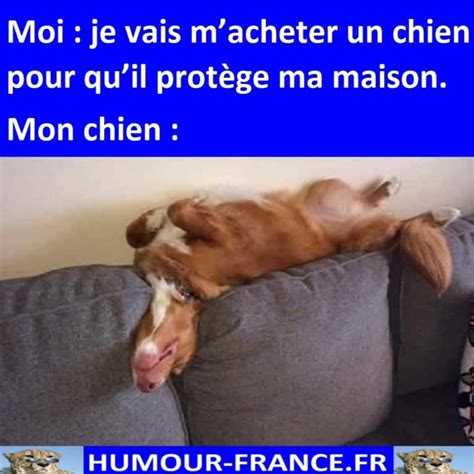 Je Vais Macheter Un Chien Pour Quil Prot Ge Ma Maison