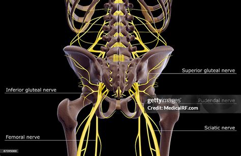 Nerves Of The Lower Body