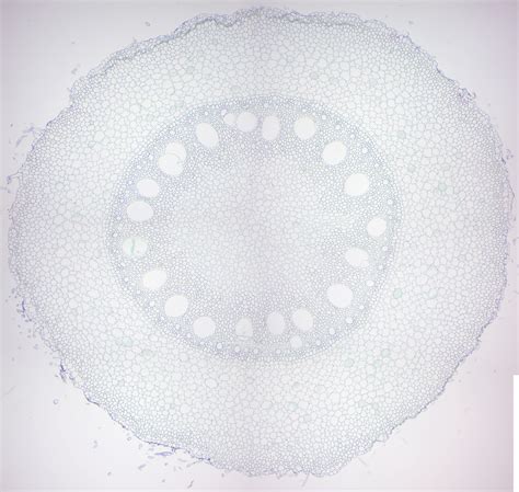 6 Gymnosperms And Angiosperms Laboratory Manual For SCI104 Biology II