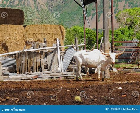 Texas Longhorn Cattle In Rural Homestead Paddock Stock Photo Image Of