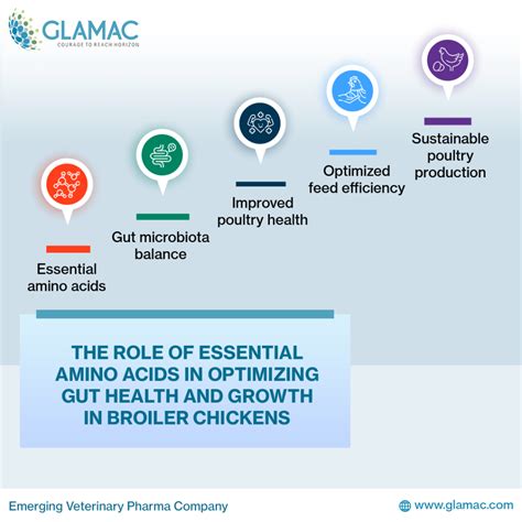 essential amino acids  optimizing gut health
