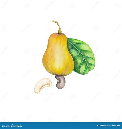 Cashew Fruit Drawing