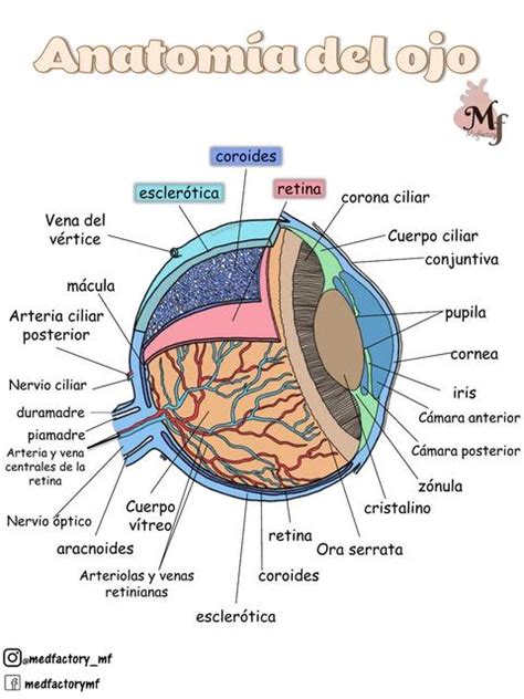 Anatom A Udocz