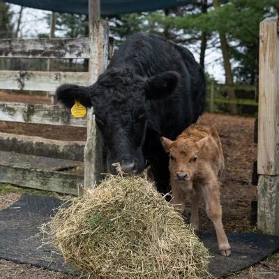 Moooove Over for the Dexters! | Columbus Zoo and Aquarium