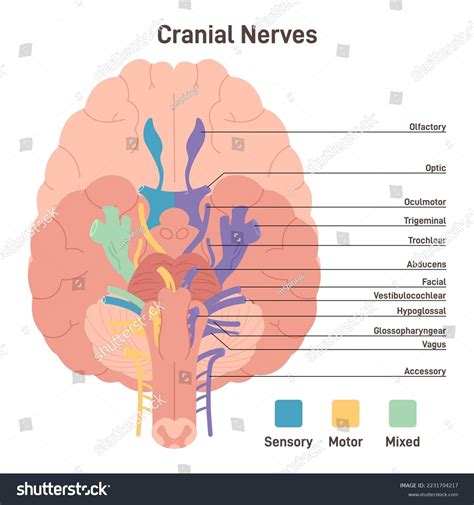 Cranial Nerves Labeled Diagram