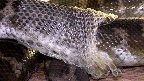 Eerie Footage Of Snake Shedding Skin Youtube