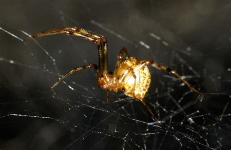 Common Spiders — Texas Insect Identification Tools