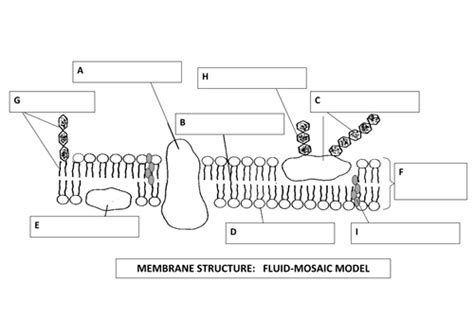 Cell Membrane And Transport Diagram Quizlet