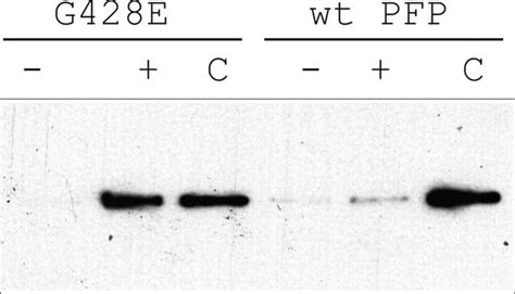 The G E Mutation Significantly Reduces Calcium Dependent Membrane