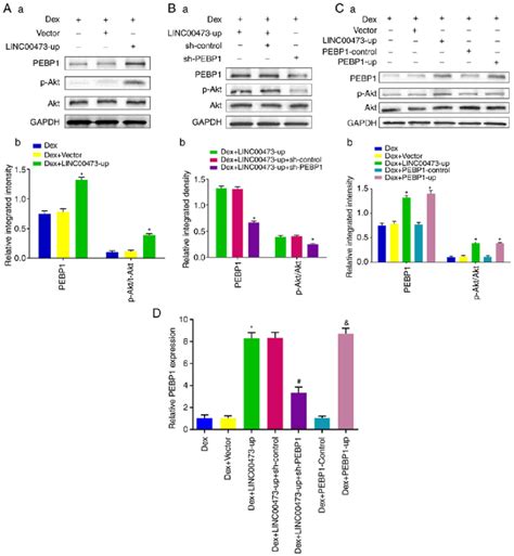 Pebp1 Mediates The Activation Of The Aktbadbcl 2 Signaling Pathway By Download Scientific