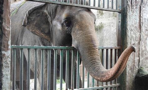 PETA Mourns Mali, Lone Elephant at the Manila Zoo | Blog