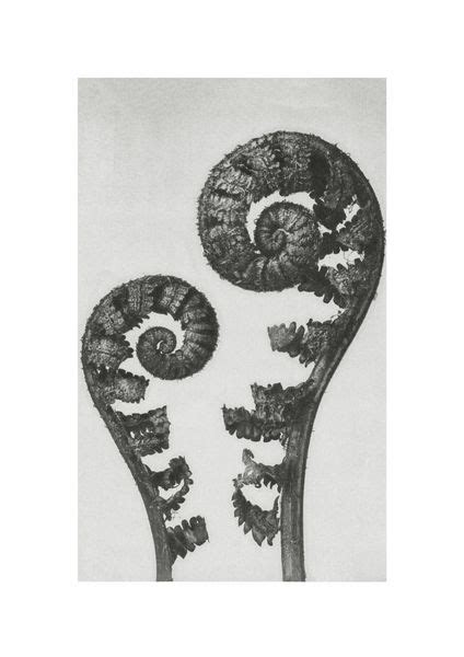 Kaufen Shield Fern Fronds By Karl Blossfeldt Poster Online DearSam De