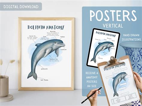 dolphin anatomy poster  kids nature study science montessori