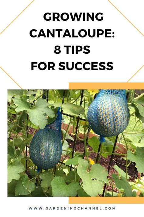 8 Tips for Success Growing Cantaloupe - Gardening Channel