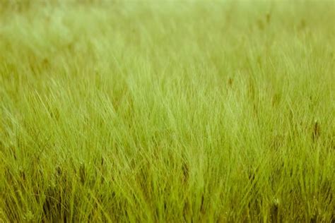 Free Images Lawn Meadow Barley Wheat Sunlight Leaf Food Green Agriculture Grassland