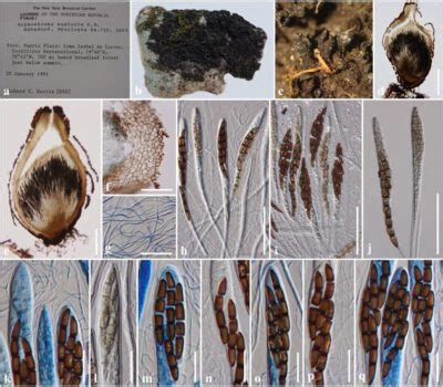 Hypsostroma Saxicola Facesoffungi Number Fof Faces Of Fungi