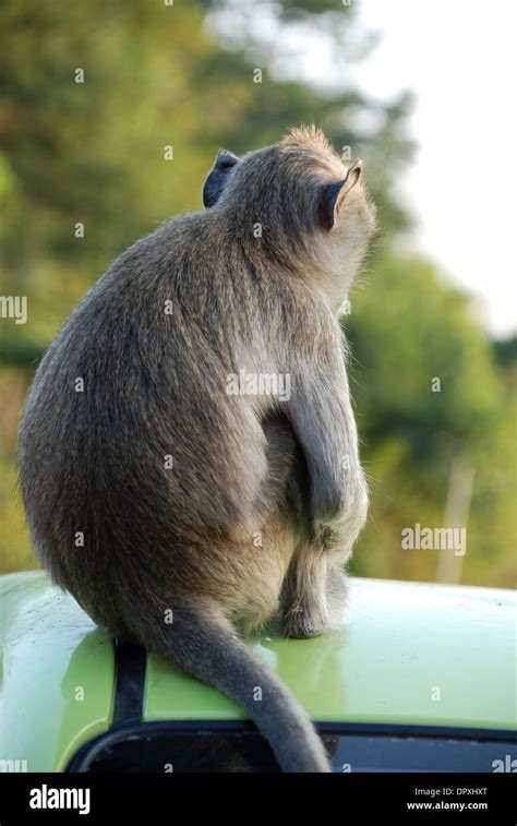 Macaques Thai Monkey Around The Temple Stock Photo Alamy